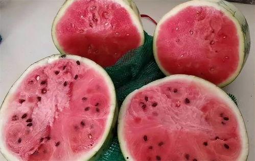 吃麒麟瓜的视频大全,视频大全带你领略瓜界奇观