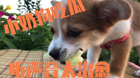 小狗狗吃瓜视频大全集在线观看