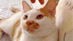 吃瓜视频中午,揭秘娱乐圈幕后故事，带你走进明星真实生活