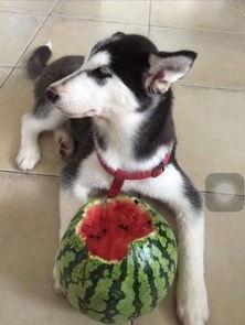 二哈主人吃瓜视频全集,笑料横生的欢乐时光大盘点