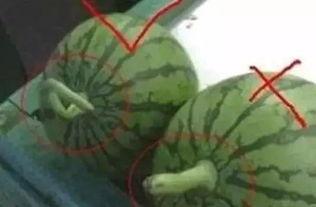 烂藤瓜可以吃吗视频讲解,视频讲解带你了解其安全性