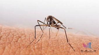 蚊子吃瓜尖视频,一场奇妙的自然现象揭秘