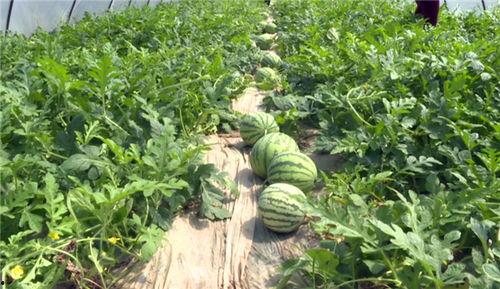 淮北吃瓜事件视频最新进展,最新视频揭露惊人内幕，真相逐渐浮出水面