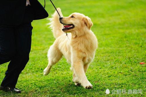 脆瓜金毛能吃吗怎么吃视频,轻松制作美味宠物餐