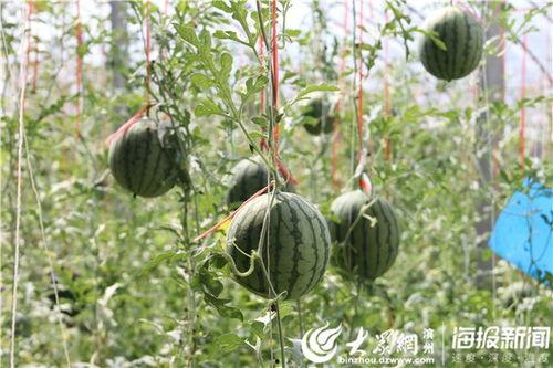 莱州网红事件吃瓜视频,吃瓜群众揭秘网络红人幕后真相