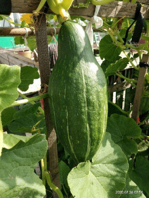 真实的神奇吃瓜视频下载,一场视觉与味觉的双重盛宴