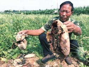 西藏吃瓜最新事件视频,揭秘背后真相与网友热议