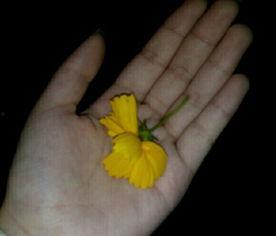 玫瑰吃瓜群众视频大全,揭秘热门视频背后的趣味故事