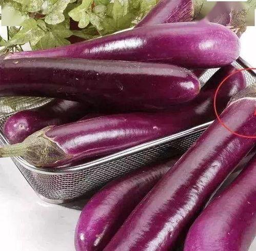 茄子吃瓜鬼畜视频大全下载,趣味横生的搞笑盛宴