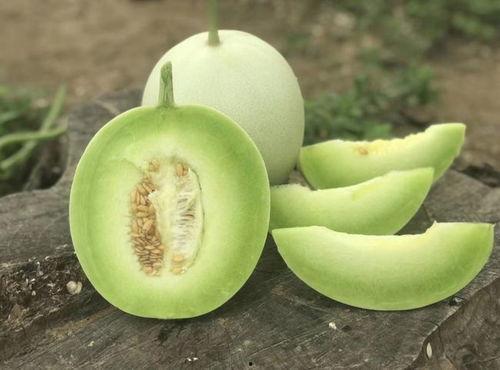 玉菇甜瓜吃瓜神器视频