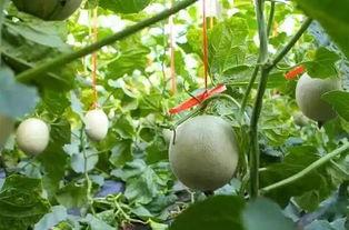 吃网纹瓜视频大全