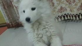 萨摩可以吃小瓜么嘛视频,萨摩犬能否享用小瓜美食的揭秘