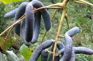 猫屎瓜怎么吃视频,视频教你轻松享美食