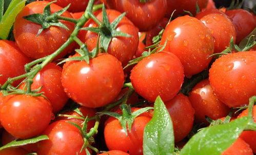 小瓜吃番茄吗会胖吗视频,真的会胖吗？营养专家揭秘