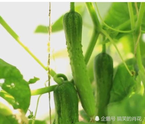 金钱如粪土吃瓜视频,吃瓜群众笑谈人生百态