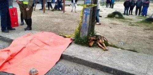 车祸吃瓜小狗视频,吃瓜小狗成焦点，萌态十足引网友热议