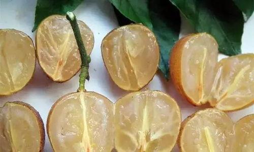 吃黄皮瓜视频教程大全,视频大全带你轻松学会美味佳肴