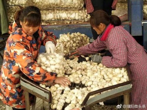 濮阳县吃瓜事件视频