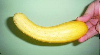 熟了变黄的瓜可以吃吗视频,熟透变黄瓜果安全食用指南