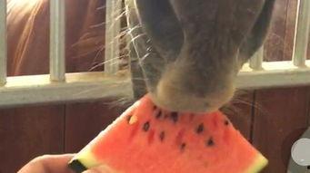 马吃瓜的小视频,欢乐无限，短视频带你领略动物趣味生活