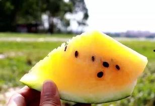 秃崽被爆视频吃瓜,吃瓜群众热议背后的真相