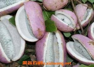 吃八月瓜拍视频,记录夏日里的甜蜜时光