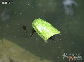 景区吃瓜的视频,游客体验独特美食之旅