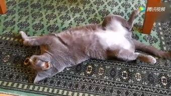 吃瓜小猫被抓视频大全集,萌态百出，笑料连连