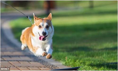 柯基犬吃哈密瓜视频,萌态十足引网友爆笑