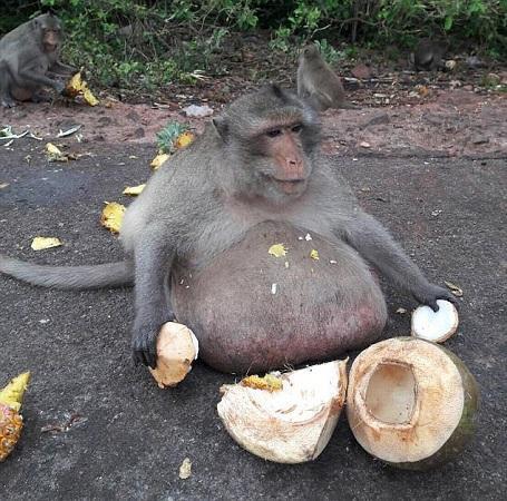 吃瓜变成猴子搞笑视频,笑料横生的搞笑视频来袭！